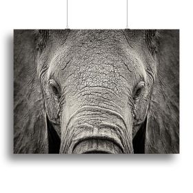 Close-up of African Elephant Canvas Print or Poster (Type: Poster Print, size: 12" x 8" / 30cm x 20cm (approx))