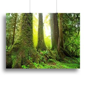 Sunny beams in forest Canvas Print or Poster (Type: Poster Print, size: 40" x 26" / 100cm x 65cm (approx))
