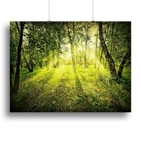 deep forest on summer morning Canvas Print or Poster (Type: Standard Framed Canvas Print, size: 24" x 16" / 60cm x 40cm (approx))