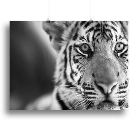 Beautiful young tiger Canvas Print or Poster (Type: Poster Print, size: 16" x 12" / 42cm x 30cm (approx))