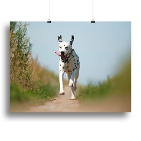 Front View of Exuberant Dalmatian Dog Running Canvas Print or Poster (Type: Standard Framed Canvas Print, size: 24" x 16" / 60cm x 40cm (approx))