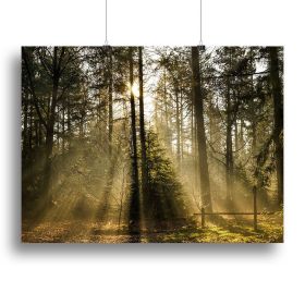 Morning sun in the forrest Canvas Print or Poster (Type: Standard Framed Canvas Print, size: 16" x 12" / 42cm x 30cm (approx))