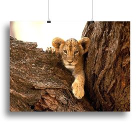 A little tiger cub look out for rocks Canvas Print or Poster (Type: Standard Framed Canvas Print, size: 24" x 16" / 60cm x 40cm (approx))