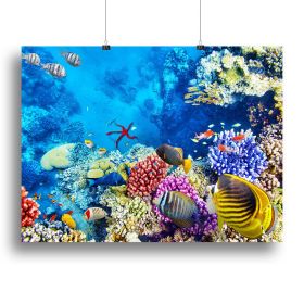 Tropical fish Canvas Print or Poster (Type: Standard Framed Canvas Print, size: 12" x 8" / 30cm x 20cm (approx))