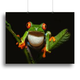 Red-eyed tree frog Canvas Print or Poster (Type: Poster Print, size: 32" x 24" / 80cm x 60cm (approx))