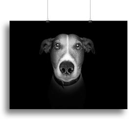 Jack russell terrier dog isolated on black dark background Canvas Print or Poster (Type: Standard Framed Canvas Print, size: 28" x 20" / 70cm x 50cm (approx))