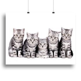 Group of five british shorthair kitten Canvas Print or Poster (Type: Standard Framed Canvas Print, size: 40" x 26" / 100cm x 65cm (approx))