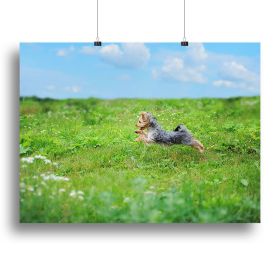 Dog playing in the park Canvas Print or Poster (Type: Standard Framed Canvas Print, size: 32" x 24" / 80cm x 60cm (approx))