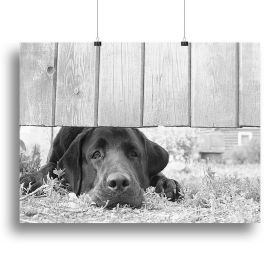 Cute sad dog waiting under the wooden fence Canvas Print or Poster (Type: Standard Framed Canvas Print, size: 40" x 26" / 100cm x 65cm (approx))