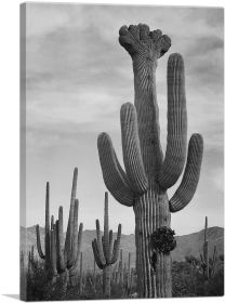 Full View of Cactus - Saguaro National Monument - Arizona (Type: Standard Framed Canvas Print, size: 40" x 26" / 100cm x 65cm (approx))