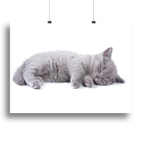 British kitten on white background Canvas Print or Poster (Type: Standard Framed Canvas Print, size: 40" x 26" / 100cm x 65cm (approx))