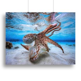 Dancing Octopus Canvas Print or Poster (Type: Standard Framed Canvas Print, size: 32" x 24" / 80cm x 60cm (approx))