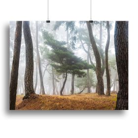 In The Misty Pine Forest Canvas Print or Poster (Type: Standard Framed Canvas Print, size: 28" x 20" / 70cm x 50cm (approx))