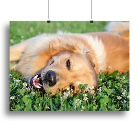 Portrait young dog playing in the meadow Canvas Print or Poster (Type: Poster Print, size: 32" x 24" / 80cm x 60cm (approx))
