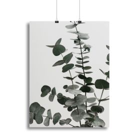 Eucalyptus Natural 07 Canvas Print or Poster (Type: Standard Framed Canvas Print, size: 28" x 20" / 70cm x 50cm (approx))