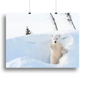 Polar bear Ursus maritimus cub coming out den Canvas Print or Poster (Type: Poster Print, size: 12" x 8" / 30cm x 20cm (approx))