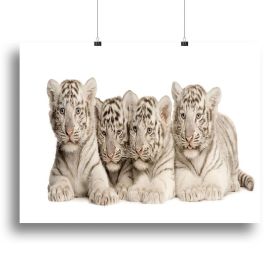 White Tiger cubs 2 months Canvas Print or Poster (Type: Standard Framed Canvas Print, size: 12" x 8" / 30cm x 20cm (approx))