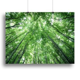 trees meeting eachother at the sky Canvas Print or Poster (Type: Standard Framed Canvas Print, size: 32" x 24" / 80cm x 60cm (approx))