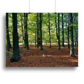 forrest edge in autumn Canvas Print or Poster (Type: Poster Print, size: 28" x 20" / 70cm x 50cm (approx))
