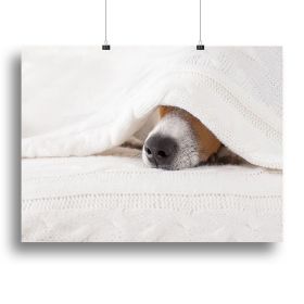 Jack russell dog sleeping under the blanket Canvas Print or Poster (Type: Standard Framed Canvas Print, size: 16" x 12" / 42cm x 30cm (approx))