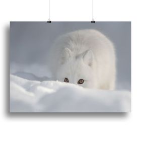 An Arctic Fox peering over a snow drift Canvas Print or Poster (Type: Poster Print, size: 12" x 8" / 30cm x 20cm (approx))