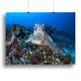 Face To Face With A Green Turtle Canvas Print or Poster (Type: Poster Print, size: 12" x 8" / 30cm x 20cm (approx))